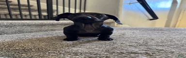 Dachshund 1