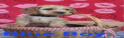 Cockapoo dogs for sale: Blue Boy  - Ad 26