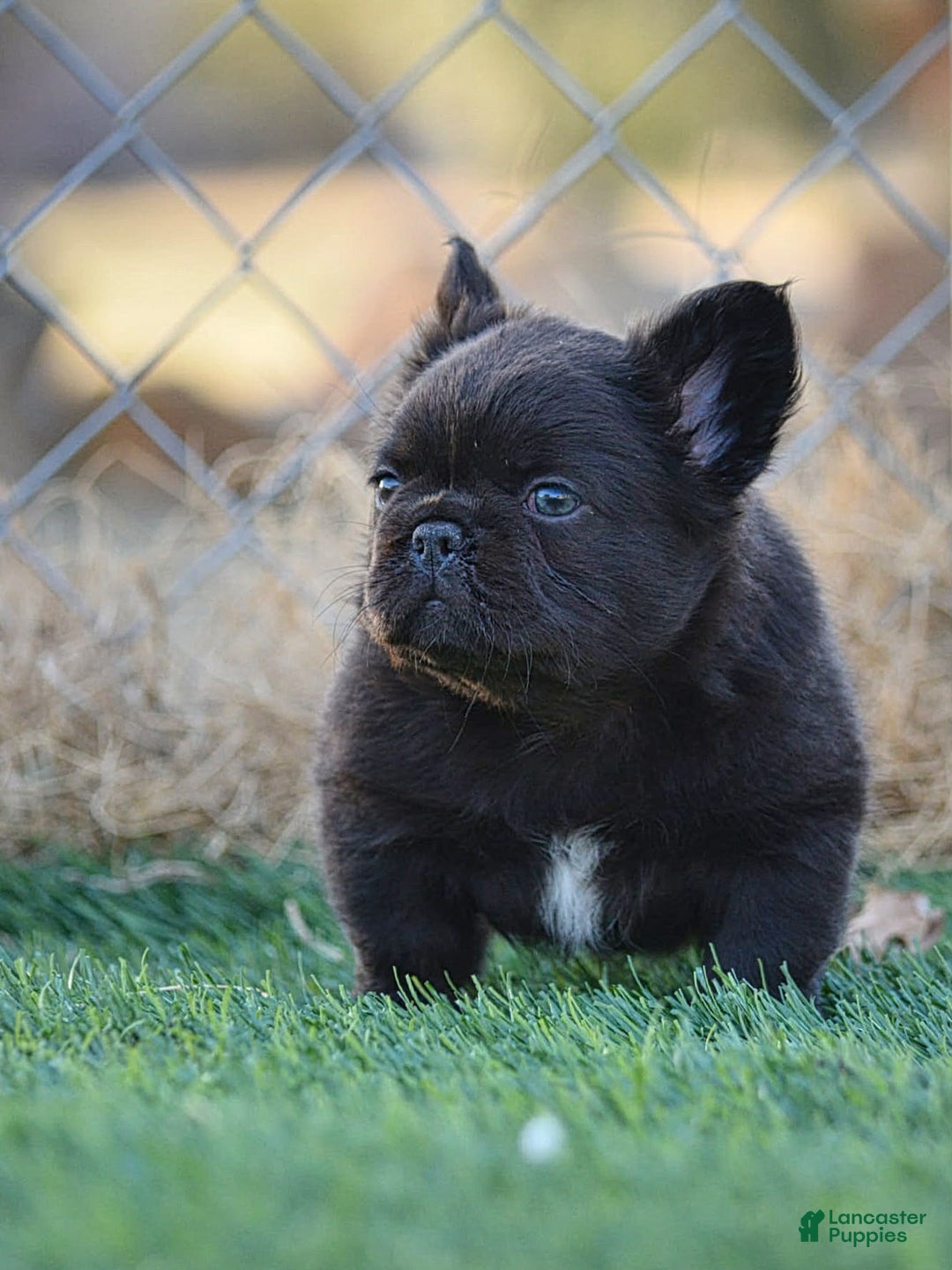 French Bulldog dogs for sale: French Bulldog Puppy 4 - Ad 4