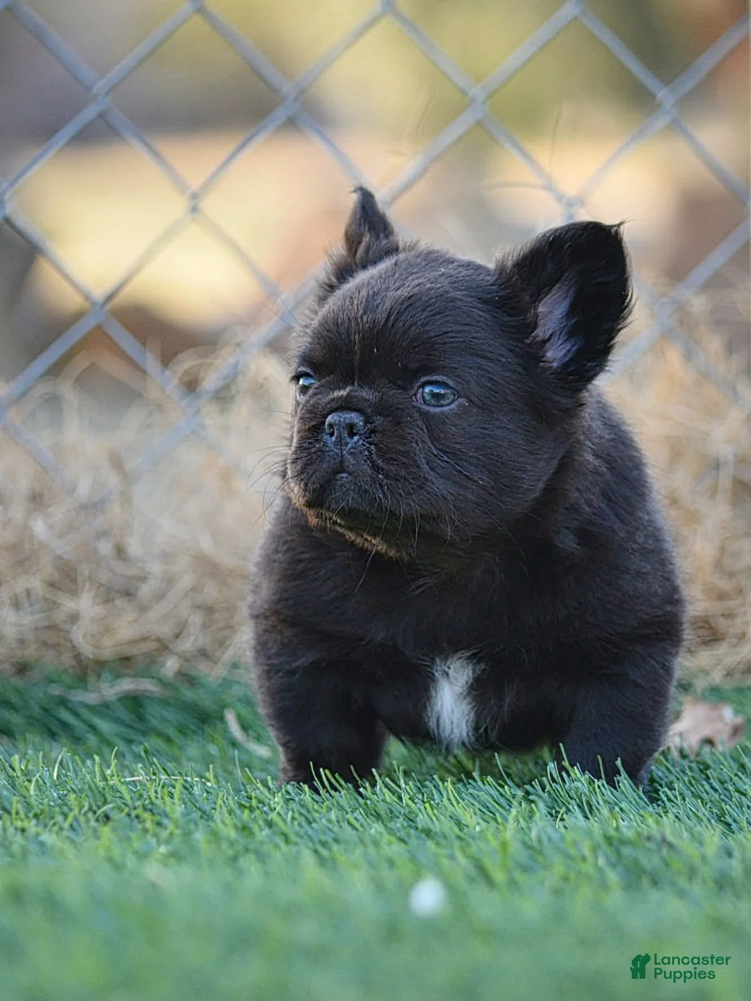 French Bulldog dogs for sale: French Bulldog Puppy 4 - Ad 4