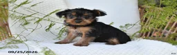 Yorkshire Terrier dogs for sale: Nutmeg - Ad 3
