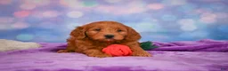 Mini Goldendoodle dogs for sale: REAGAN - Ad 4