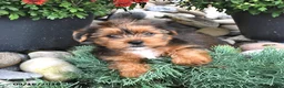 Shorkie dogs for sale: Billy - Ad 3