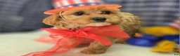 Cavapoo dogs for sale: Miles - Ad 9