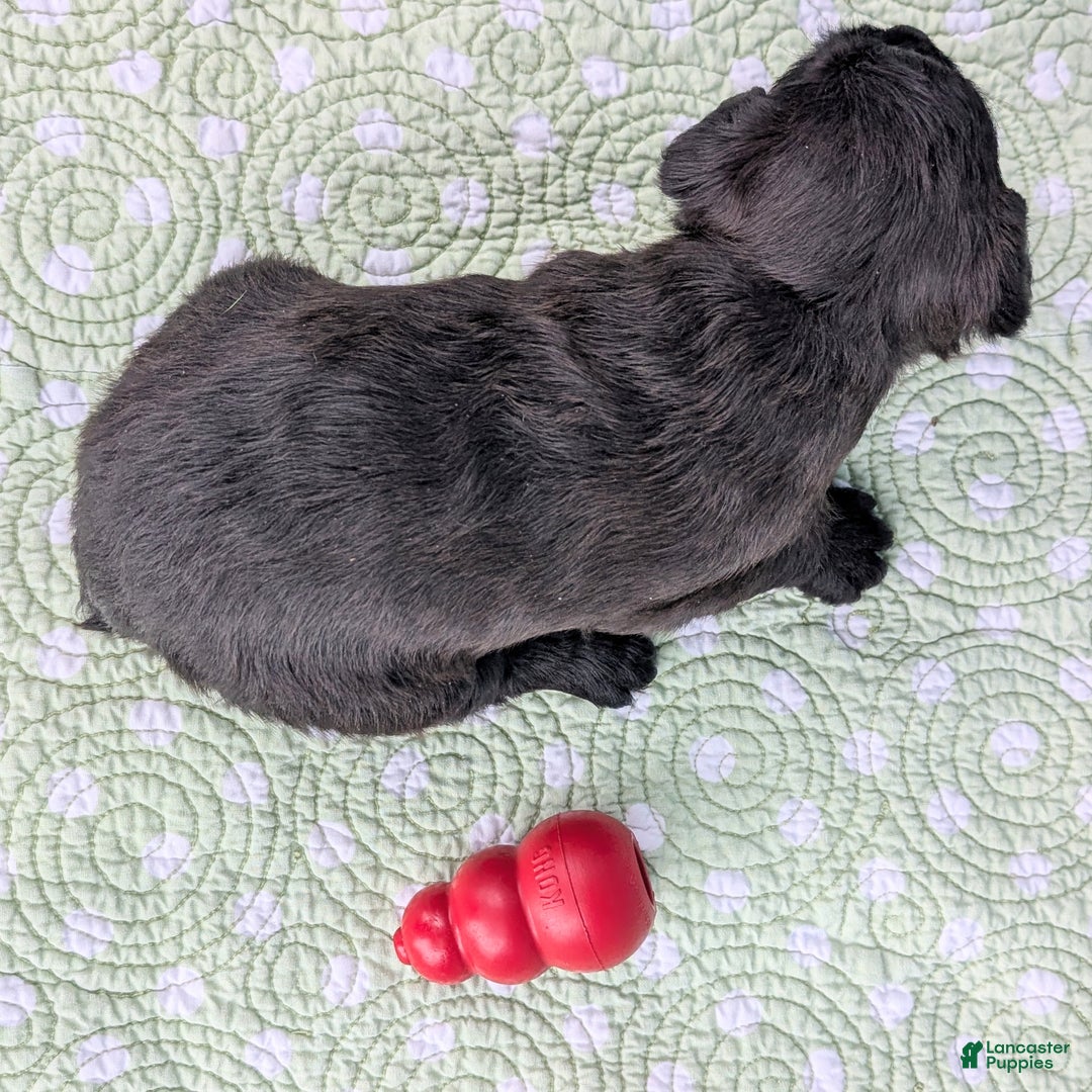 Mixed Breed dogs for sale: Black Prince - Ad 8