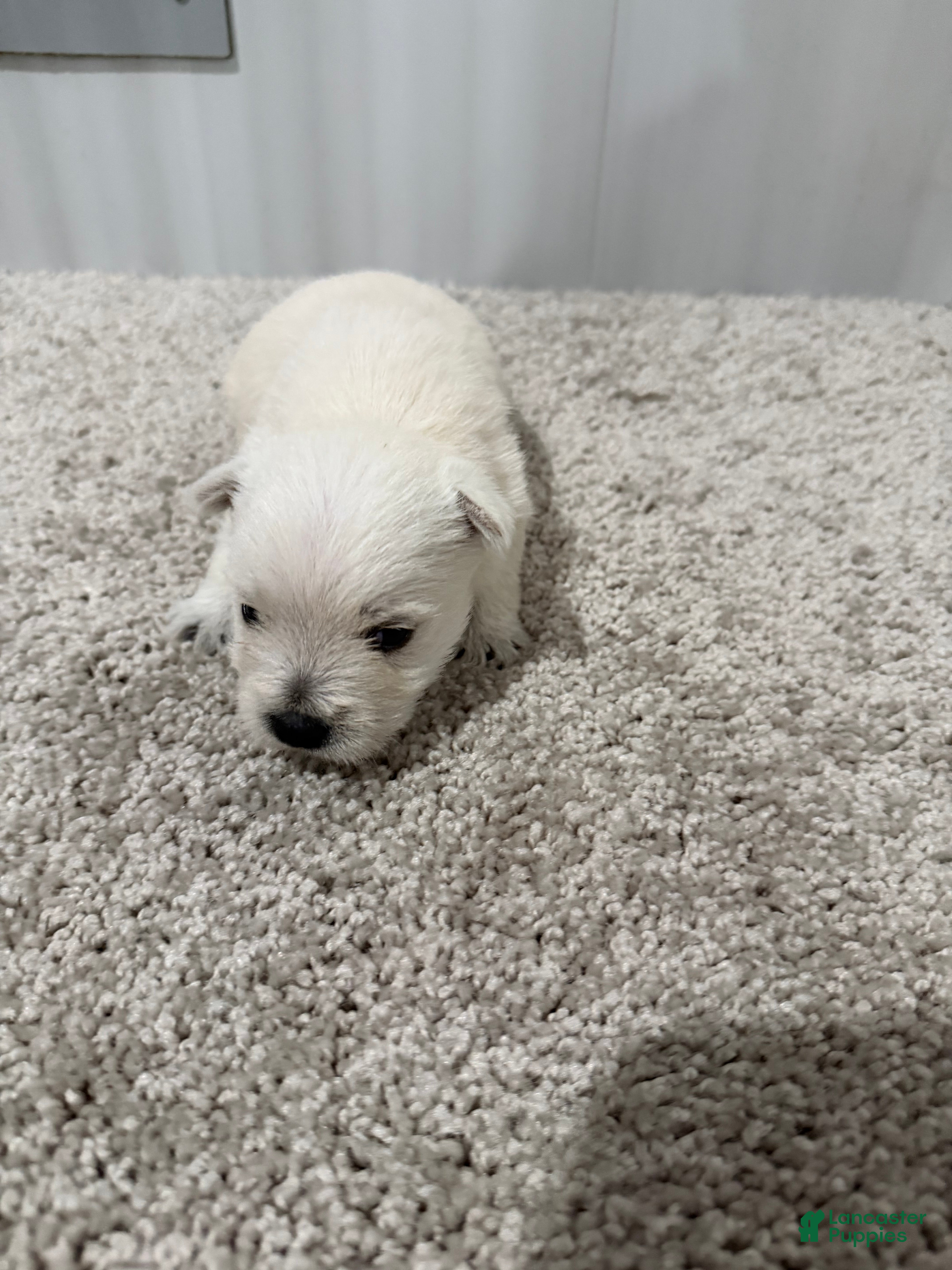 West Highland Terrier dogs Monroo - Ad 2