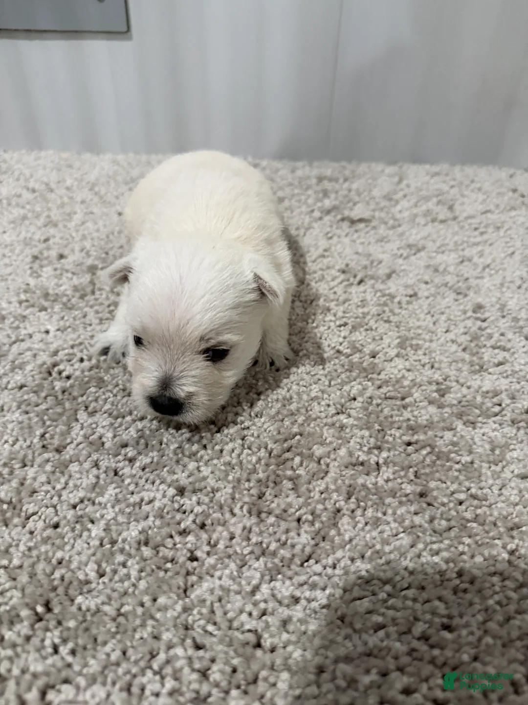 West Highland Terrier dogs for sale: Monroo - Ad 2