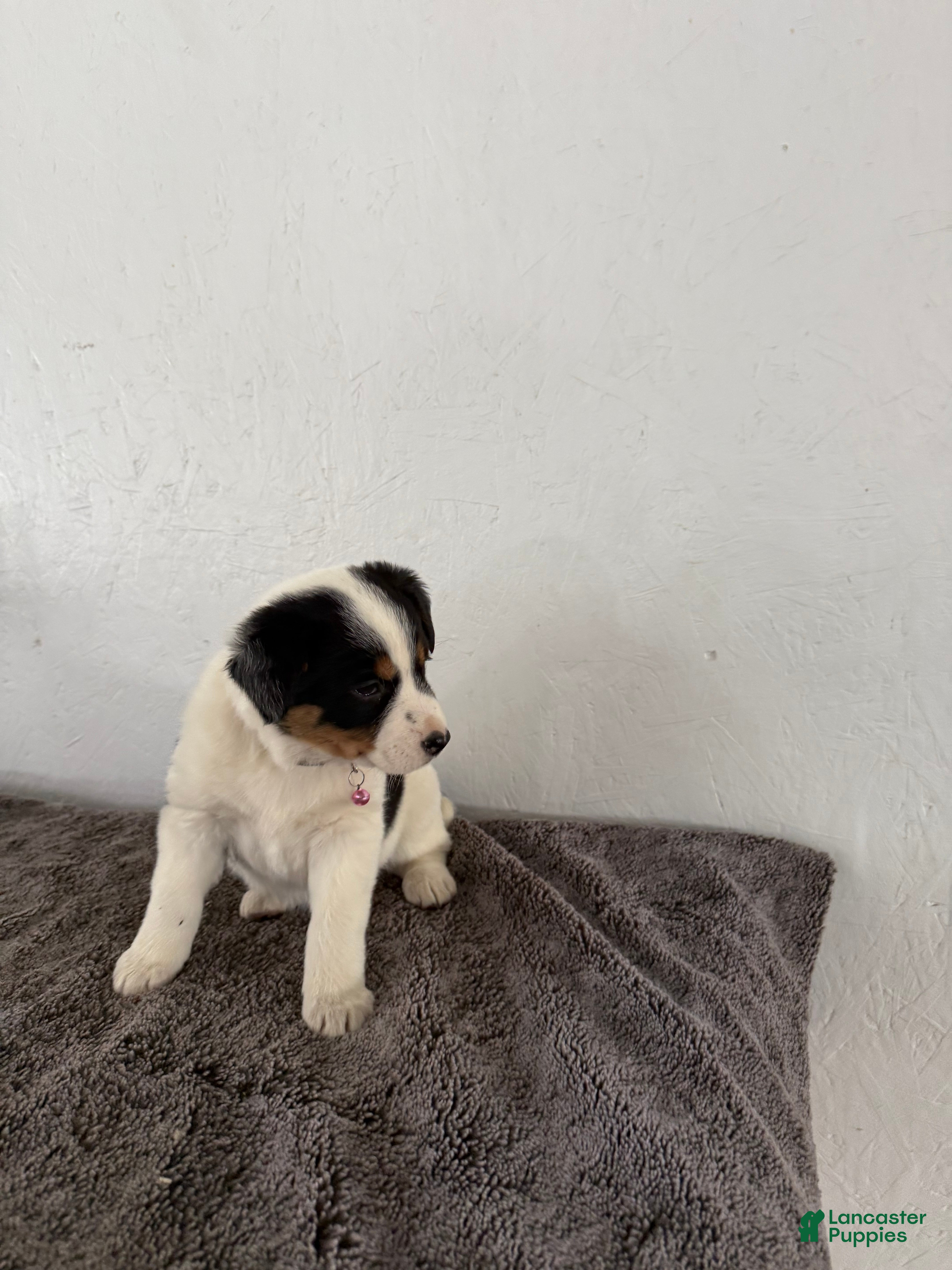 Mixed Breed dogs Buttercup - Ad 2