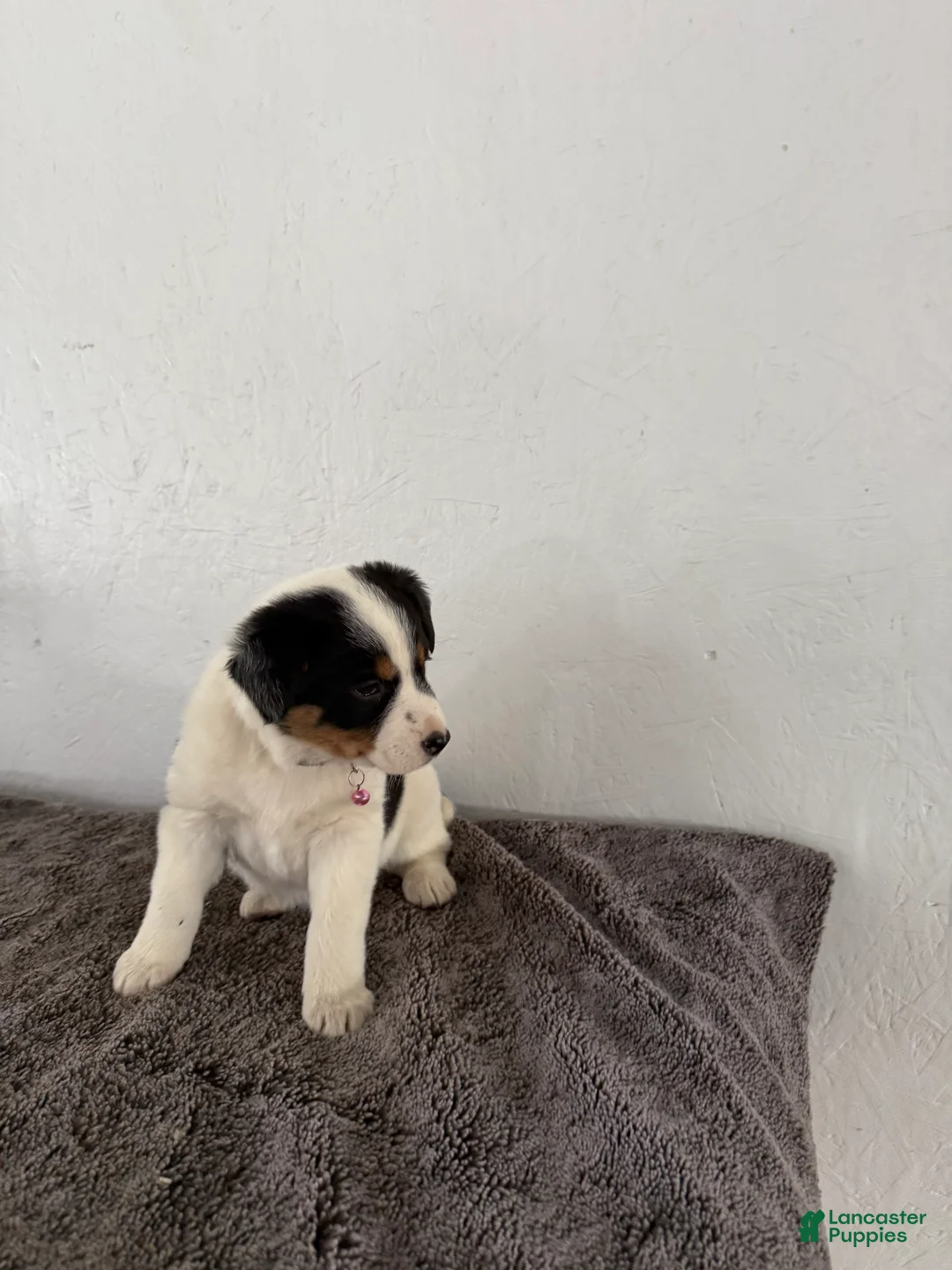 Mixed Breed dogs for sale: Buttercup - Ad 1