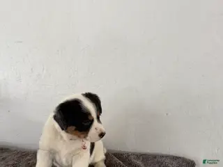 Mixed Breed dogs Buttercup - Ad 2