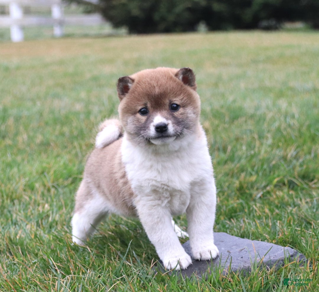 Gallery Image {{count}}