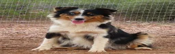 Miniature Australian Shepherd dogs for sale: Blue merle male - Ad 2