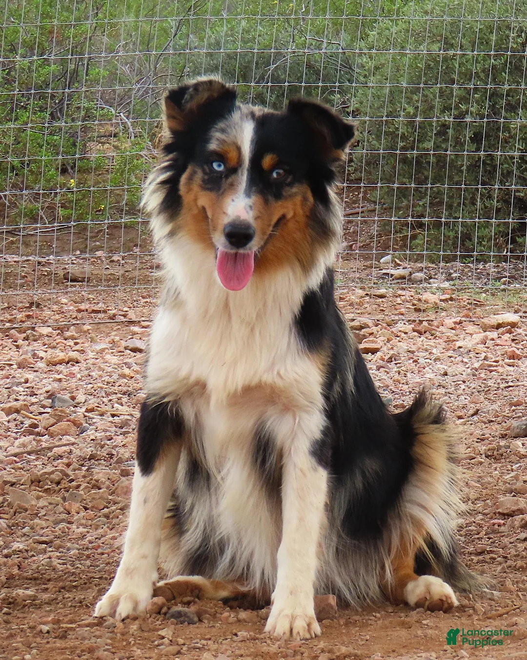 Miniature Australian Shepherd dogs for sale: Blue merle male - Ad 2