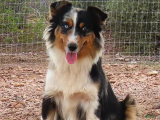 Miniature Australian Shepherd dogs Red tri female 3 - Ad 2