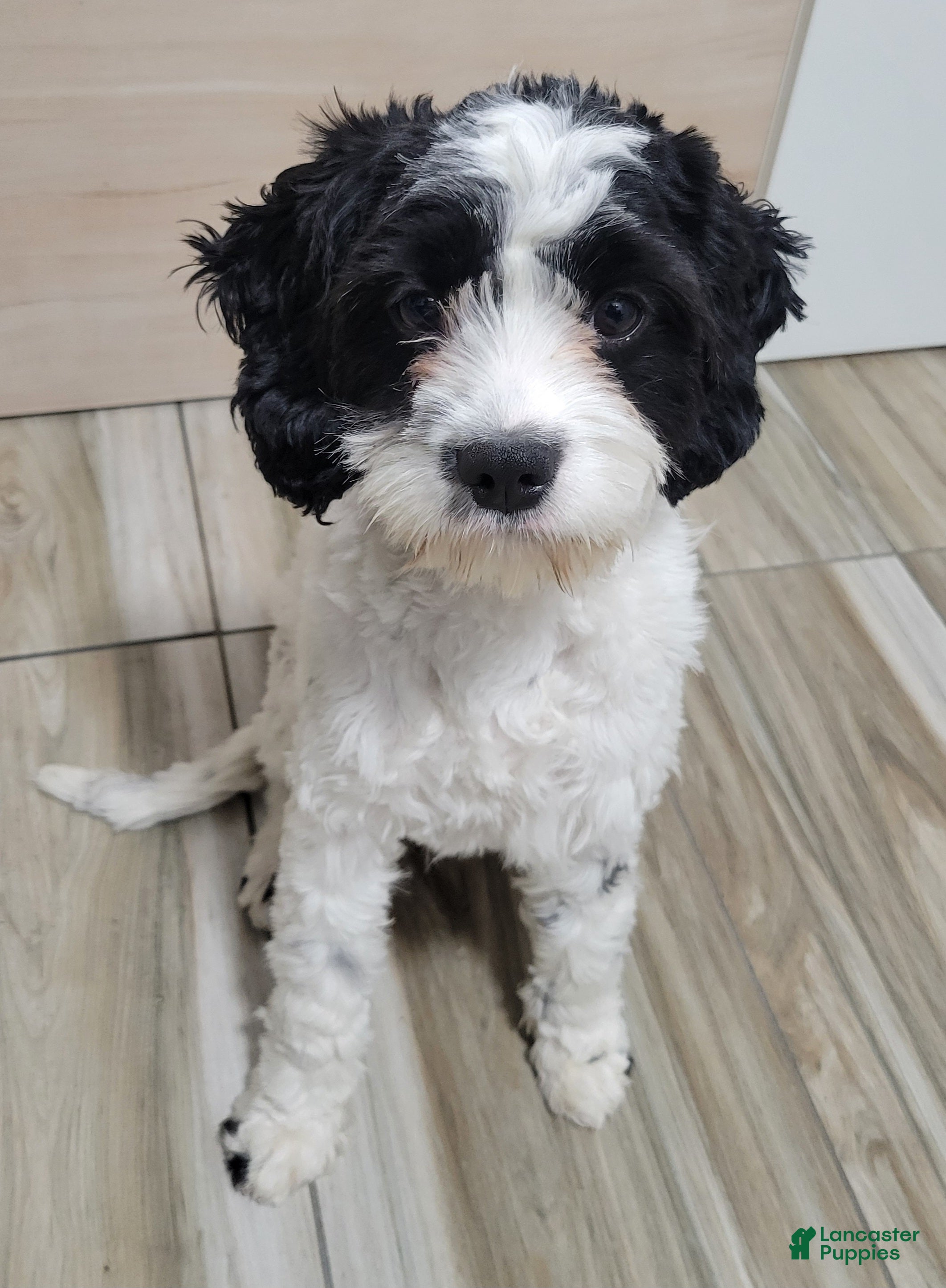 Cavapoo dogs Cavapoo 1 - Ad 1