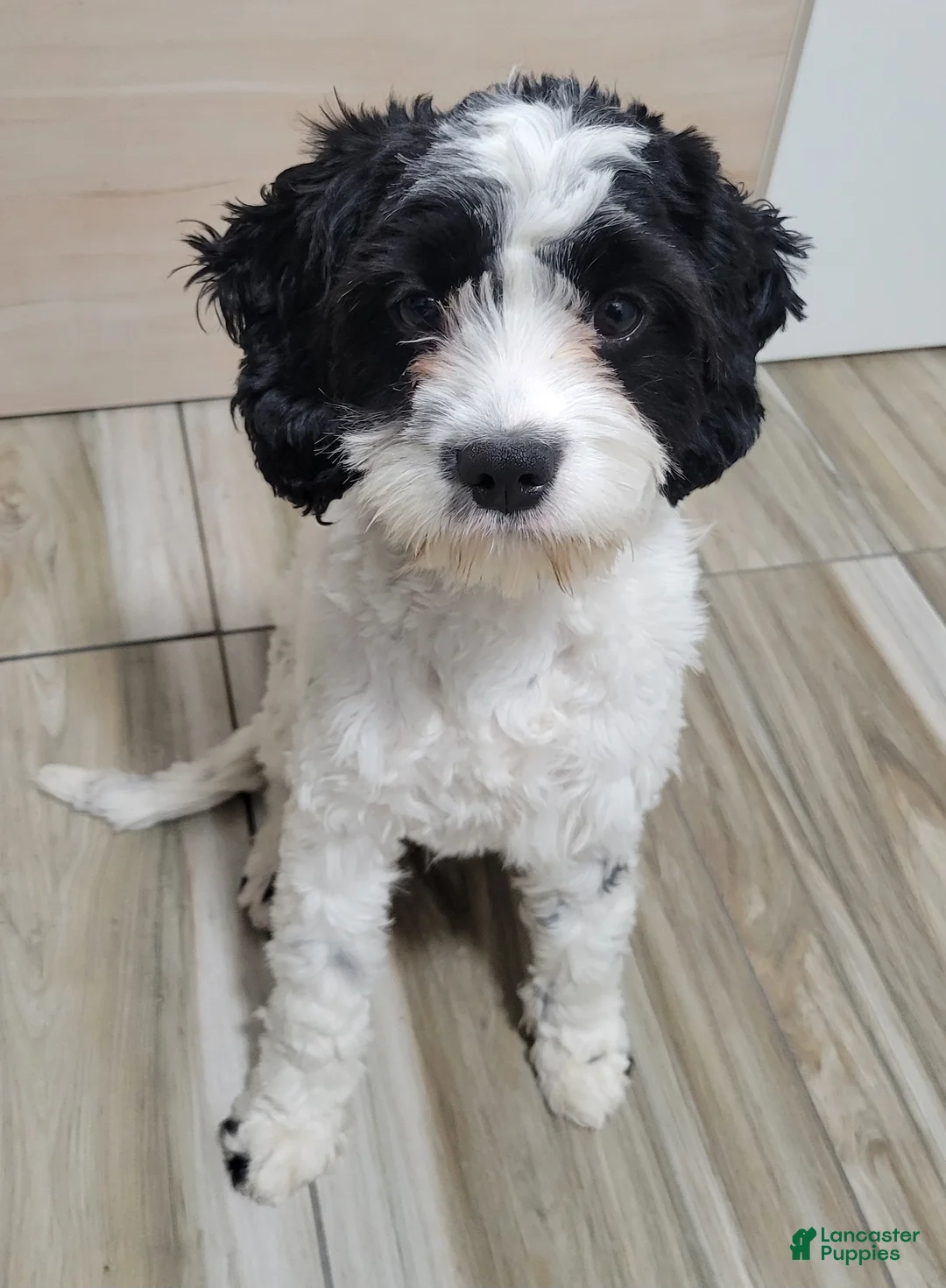 Cavapoo dogs for sale: Cavapoo 1 - Ad 1