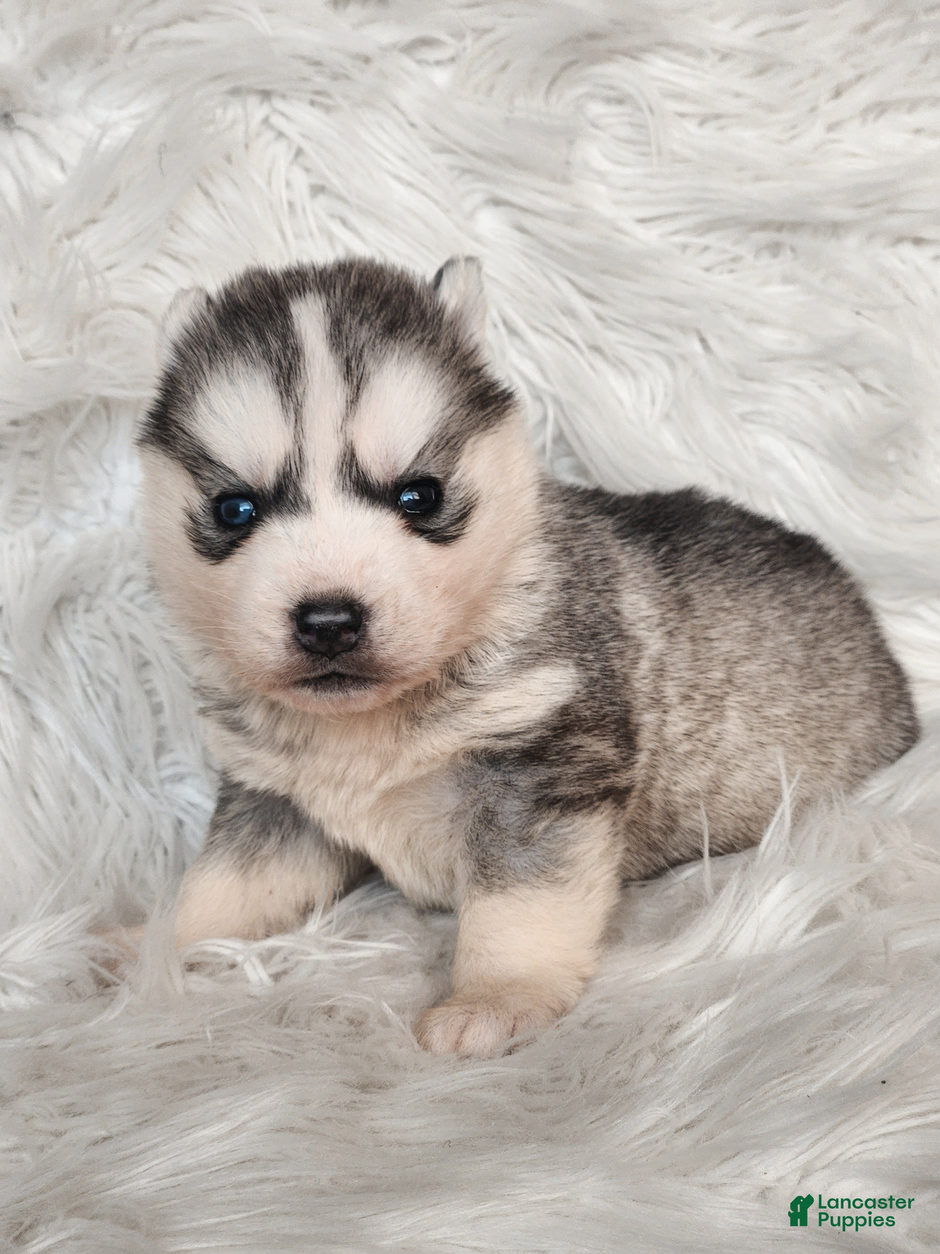 Siberian Husky dogs River - Ad 10