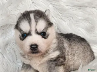 Siberian Husky dogs River - Ad 10