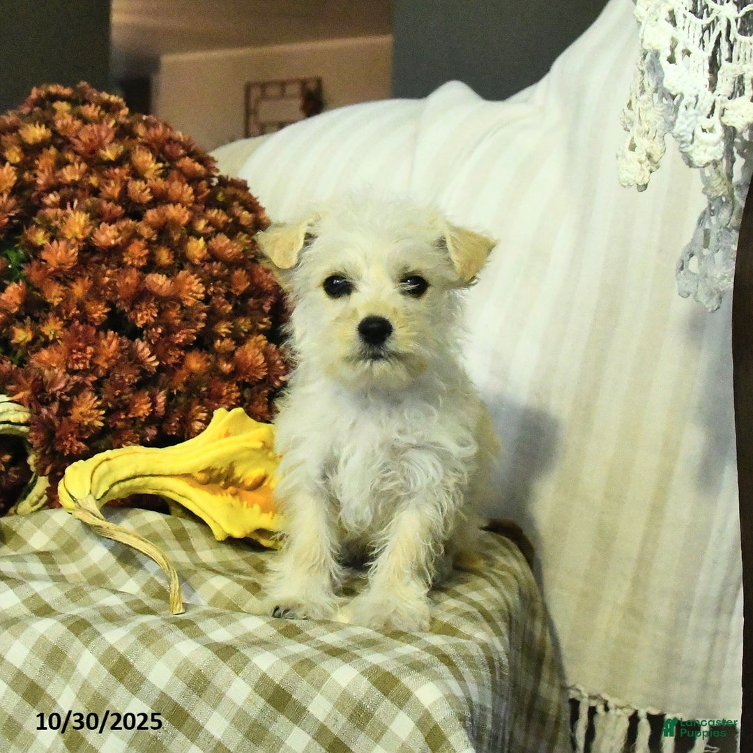 Mixed Breed dogs for sale: Diamond - Ad 2