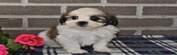 Shih Tzu dogs for sale: Kevin - Ad 3