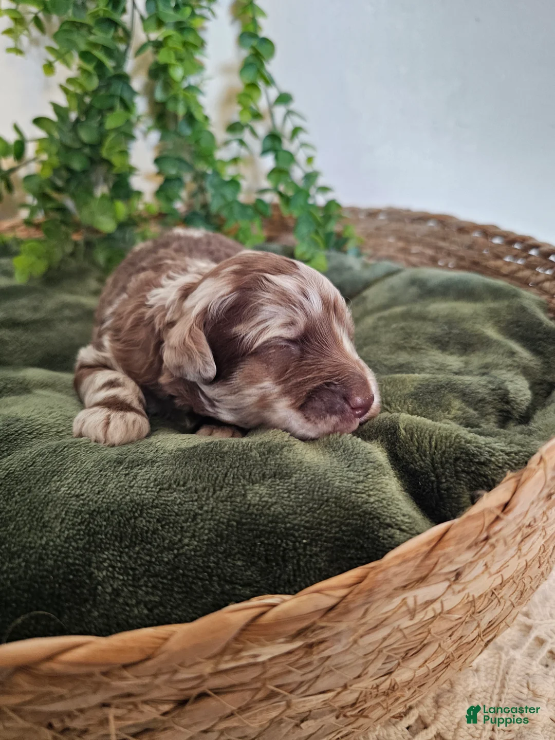 Mini Goldendoodle dogs for sale: Reed - Ad 2