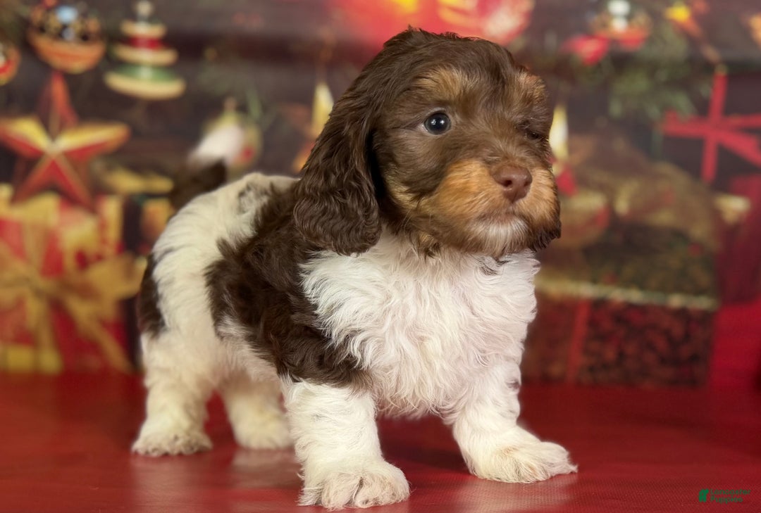 Mixed Breed dogs for sale: Toby - Ad 1