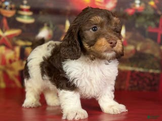 Mixed Breed dogs Toby - Ad 9