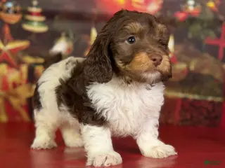 Mixed Breed dogs Toby - Ad 35