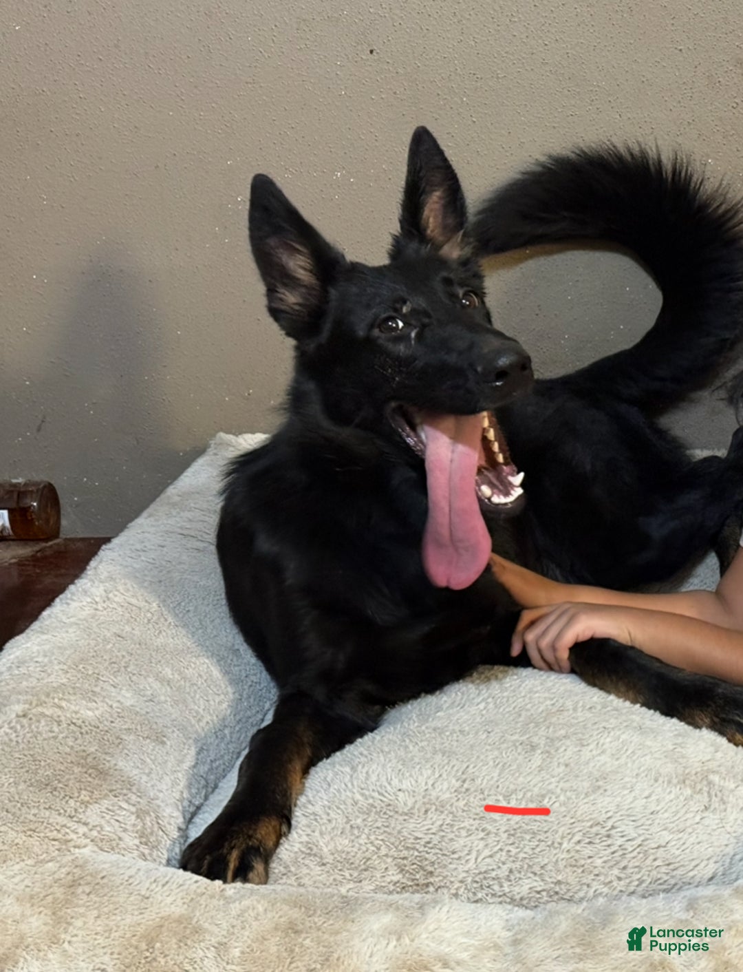 German Shepherd dogs for sale: German Shepherd Puppy 1 - Ad 3