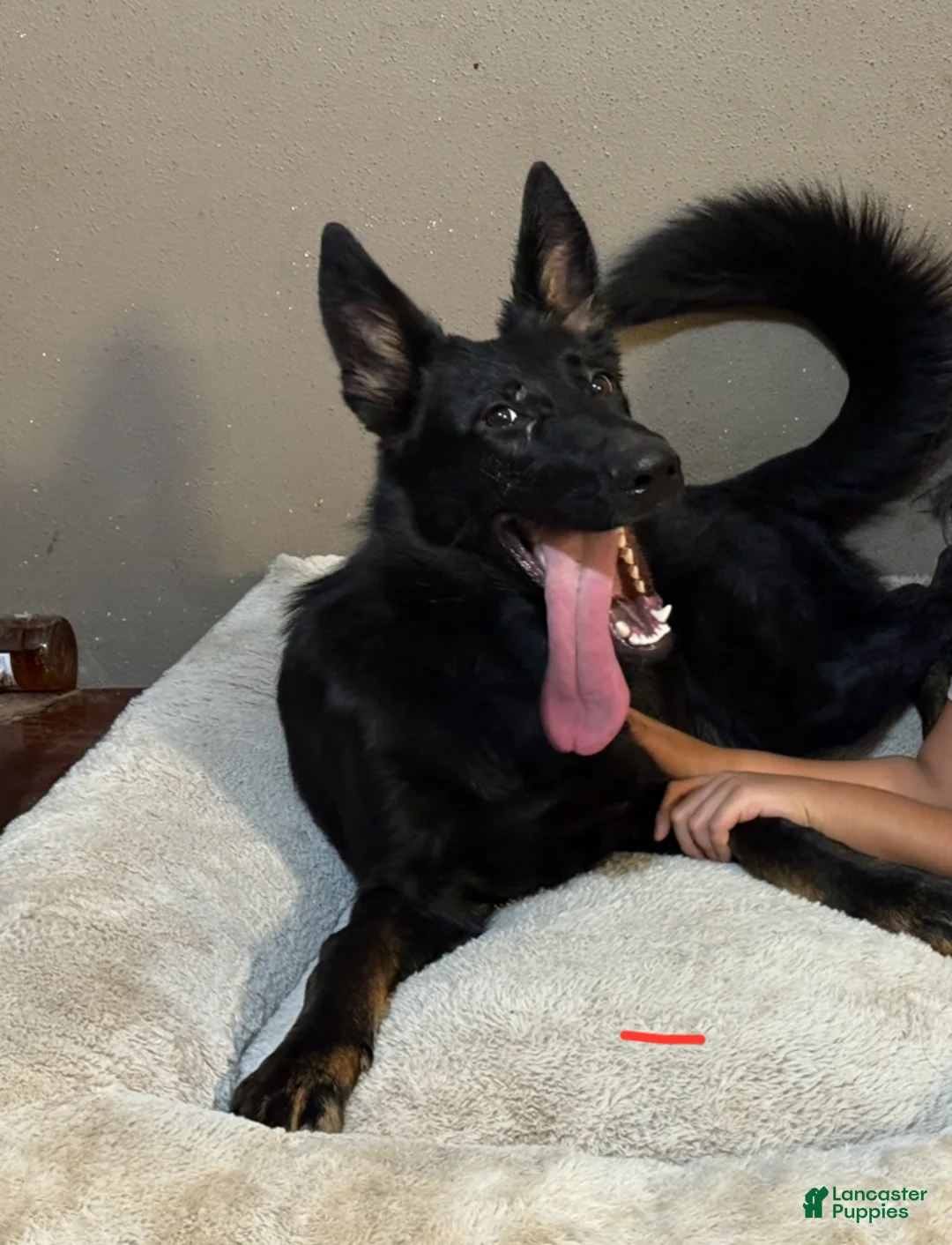 German Shepherd dogs for sale: German Shepherd Puppy 1 - Ad 18