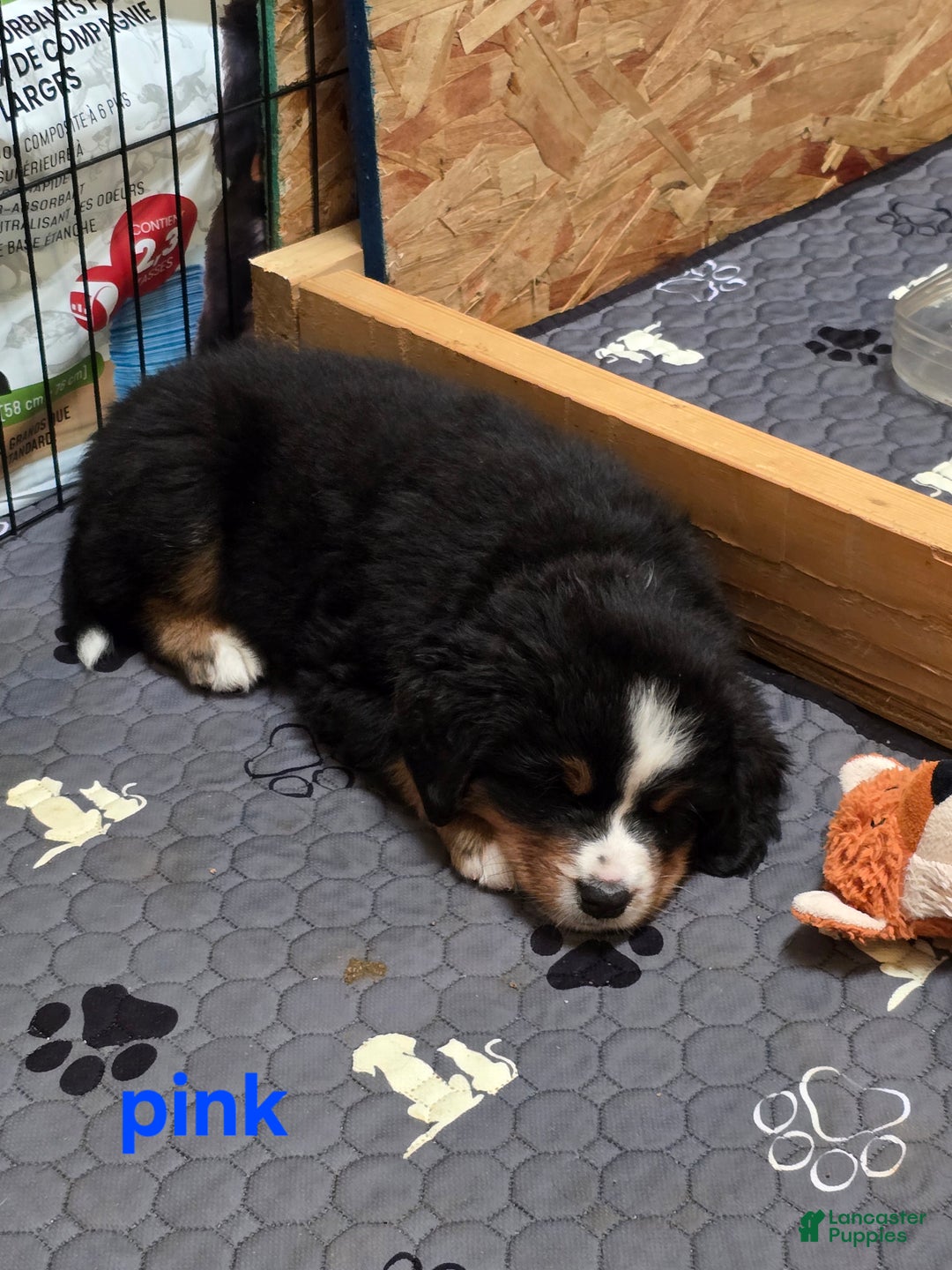Bernese Mountain Dog dogs for sale: Pink - Ad 6