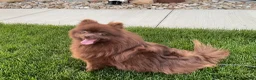Pomeranian dogs for sale: (AKC) Buster - Ad 5