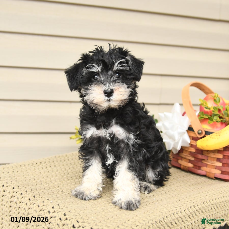Miniature Schnauzer dogs Bonnie - Ad 4