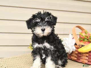 Miniature Schnauzer dogs Bonnie - Ad 4