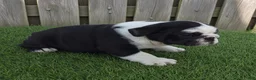 English Bulldog dogs for sale: Lucy - Ad 4