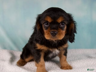 Cavalier King Charles Spaniel dogs - Ad 19