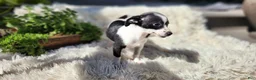 Chihuahua dogs for sale: Carmen - Ad 4