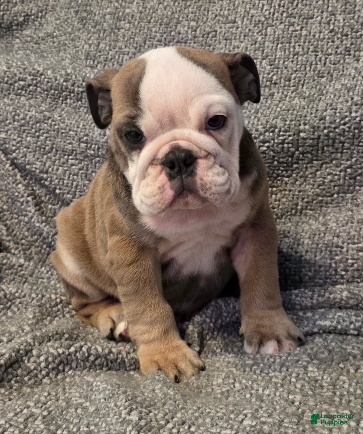 English Bulldog dogs Amari - Ad 41