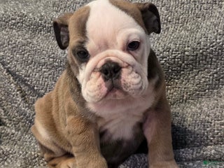 English Bulldog dogs Amari - Ad 5
