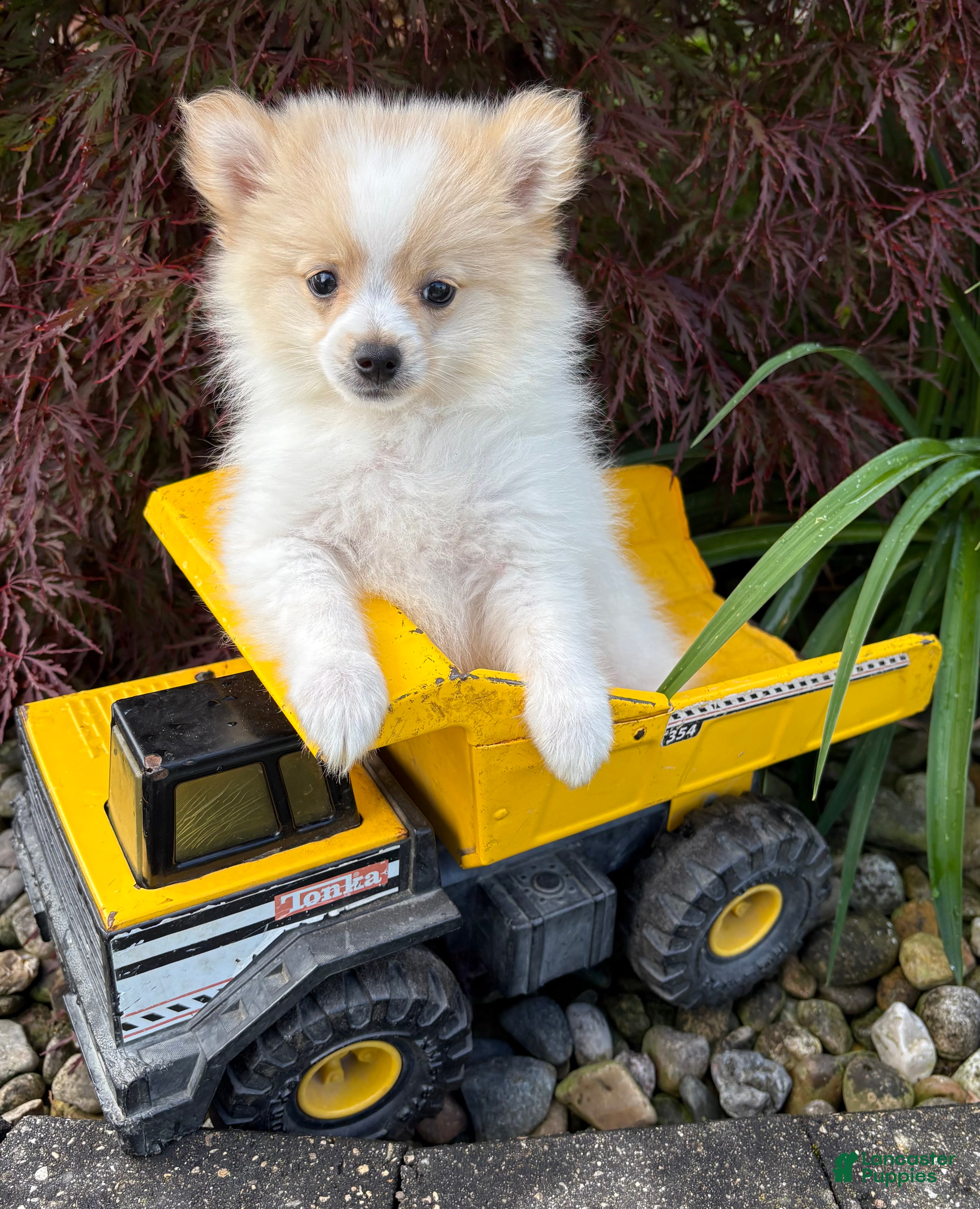 Pomeranian dogs Kai - Ad 1