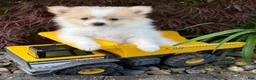 Pomeranian dogs for sale: Kai - Ad 1