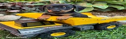 Dachshund dogs for sale: Rocky - Ad 3