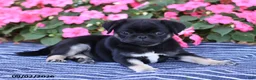 Pug dogs for sale: Buster - Ad 3