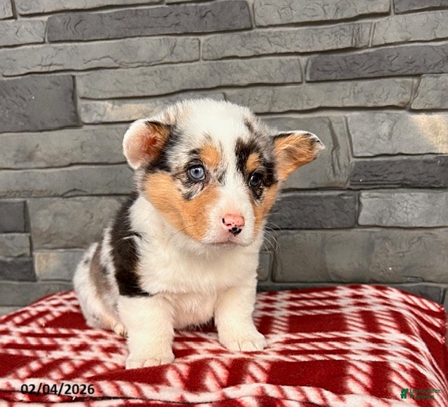 Welsh Corgi Pembroke dogs Daphne - Ad 2