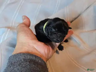 Pug dogs Fabian - Ad 23