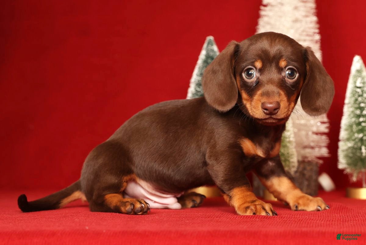 Miniature Dachshund dogs Ronnie - Ad 2