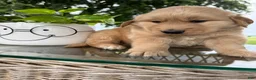Golden Retriever dogs for sale: Victor - Ad 18