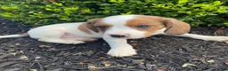 Mixed Breed dogs for sale: Skippy - Ad 4
