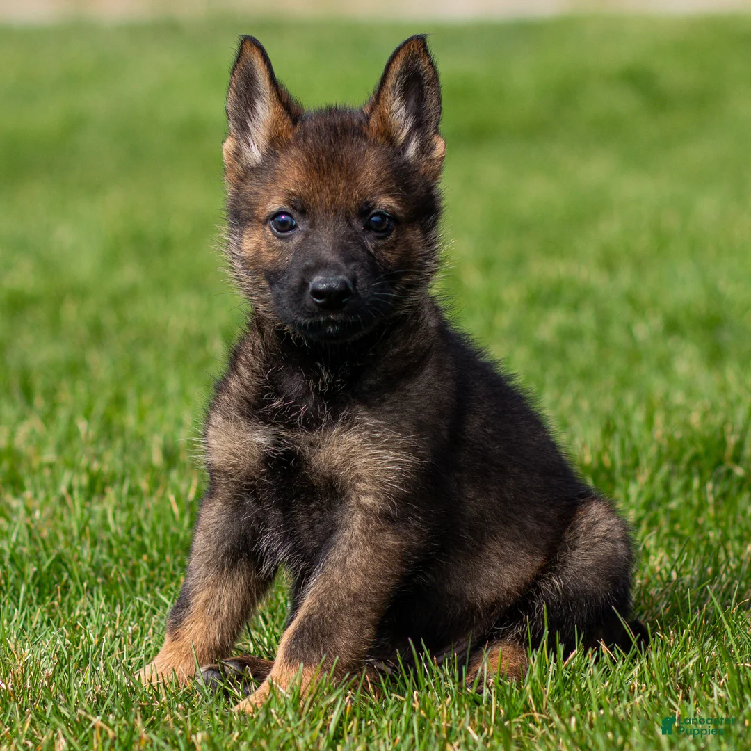 German Shepherd dogs for sale: Sarge German Shepherd Puppy  - Ad 1