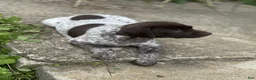 German Shorthaired Pointer dogs for sale: German Shorthaired Pointer Puppy 4 - Ad 3